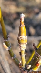 Proteoteras willingana