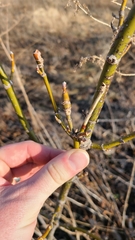 Proteoteras willingana