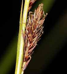 Carex luzulina