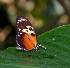 Heliconius hecale melicerta