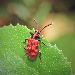 Lemodes coccinea