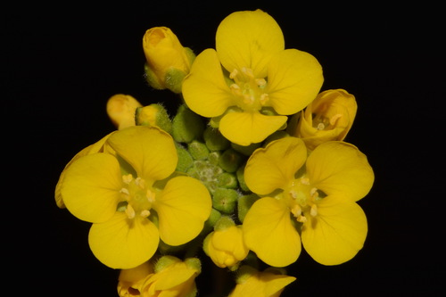 Duck River bladderpod (Paysonia densipila)