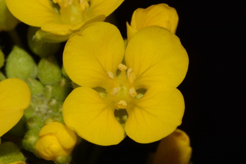 Image of Paysonia densipila by (c) Brian Finzel, some rights reserved (CC BY-SA)