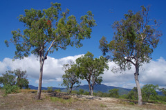 Corymbia clarksoniana