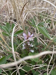 Astragalus lotiflorus