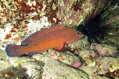 Cephalopholis taeniops