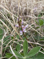 Astragalus lotiflorus