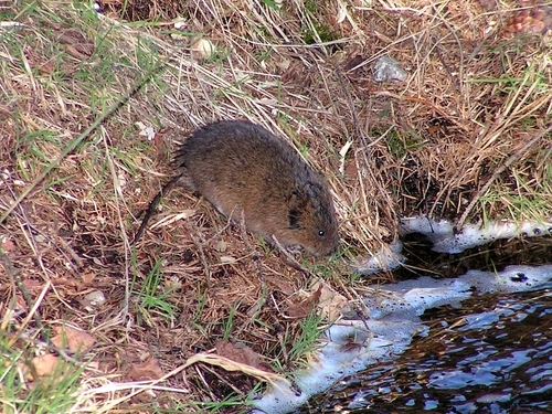 European Water Vole