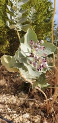 Calotropis procera