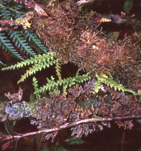 Adenophorus periens