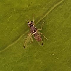 Dacus longistylus