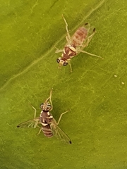 Dacus longistylus