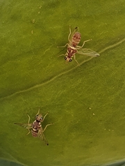 Dacus longistylus