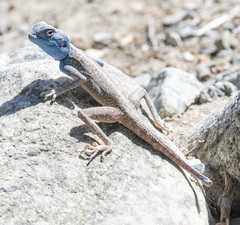 Pseudotrapelus jensvindumi