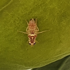 Dacus longistylus
