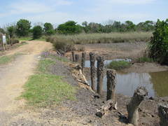 Cerithidea decollata