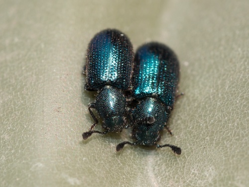 Violet Checkered Beetle photo 4