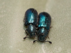 Necrobia violacea