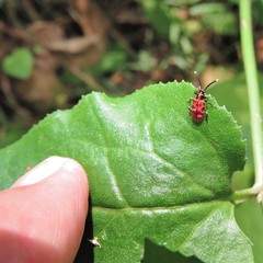 Lemodes coccinea