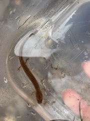 Eurycea spelaea