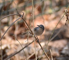 Polioptila albiloris