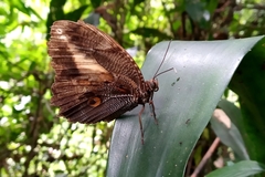 Dasyophthalma creusa