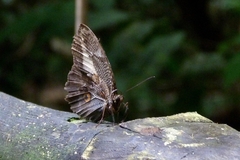 Dasyophthalma creusa