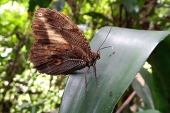 Dasyophthalma creusa