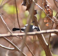 Polioptila albiloris