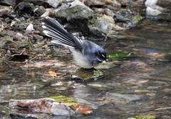 Rhipidura albiscapa alisteri