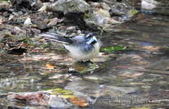 Rhipidura albiscapa alisteri