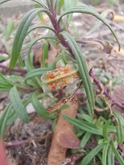 Coleosporium senecionis