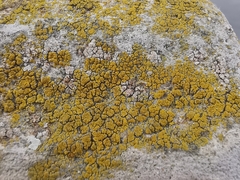 Candelariella vitellina