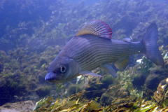 Thymallus thymallus