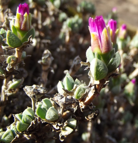 Dumpy Matfig (Antimima mutica)