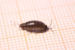 Chaetophiloscia elongata
