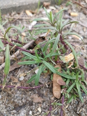 Senecio inaequidens