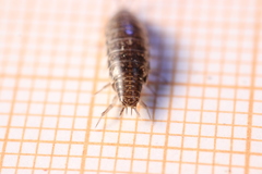 Chaetophiloscia elongata