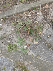 Senecio inaequidens