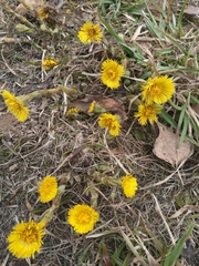 Tussilago farfara