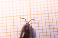 Chaetophiloscia elongata