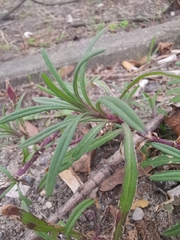 Senecio inaequidens