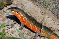 Trachylepis perrotetii