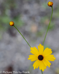 Coreopsis leavenworthii