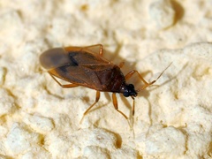 Amphiareus obscuriceps