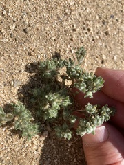 Lasiopogon