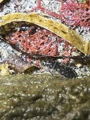 Megalorchestia pugettensis