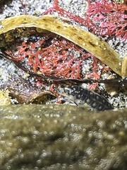 Megalorchestia pugettensis