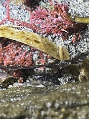 Megalorchestia pugettensis