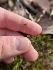 Polytrichastrum ohioense